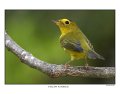 5622-1 yellow warbler